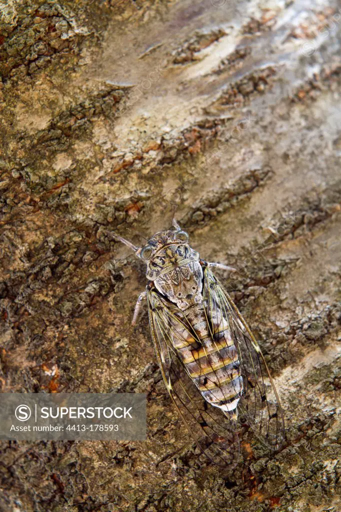 Cicada common on Cherry Lake Skadar NP Montenegro