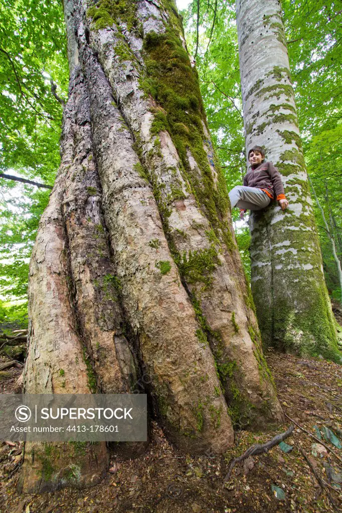 Boy between two trees NP Biogradska Gora Montenegro