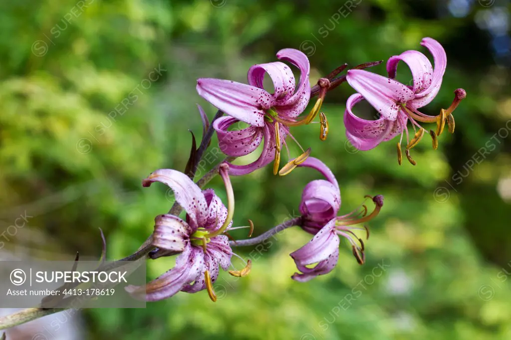 Purple turk's cap lily Black Lake Durmitor NP Montenegro