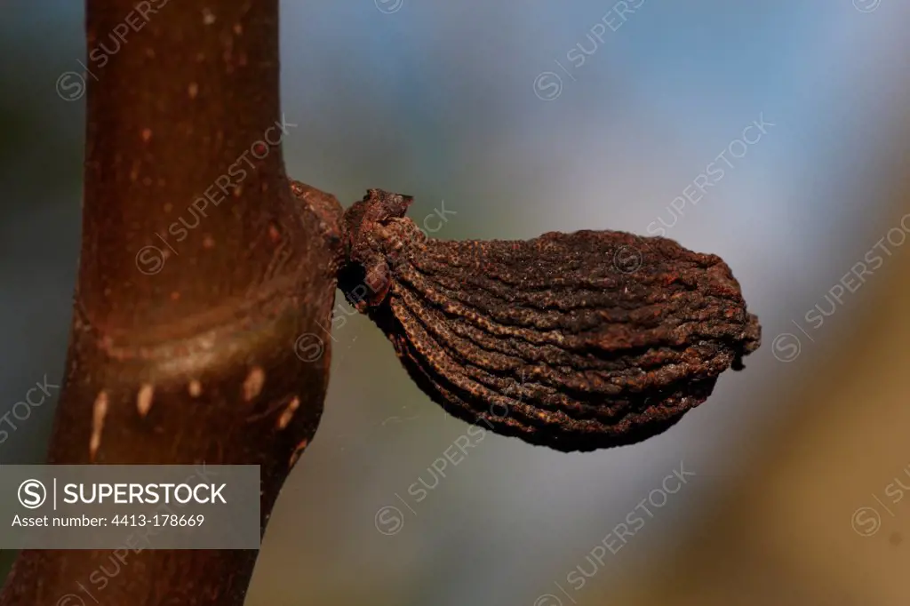 Fig drying on a branch in a garden