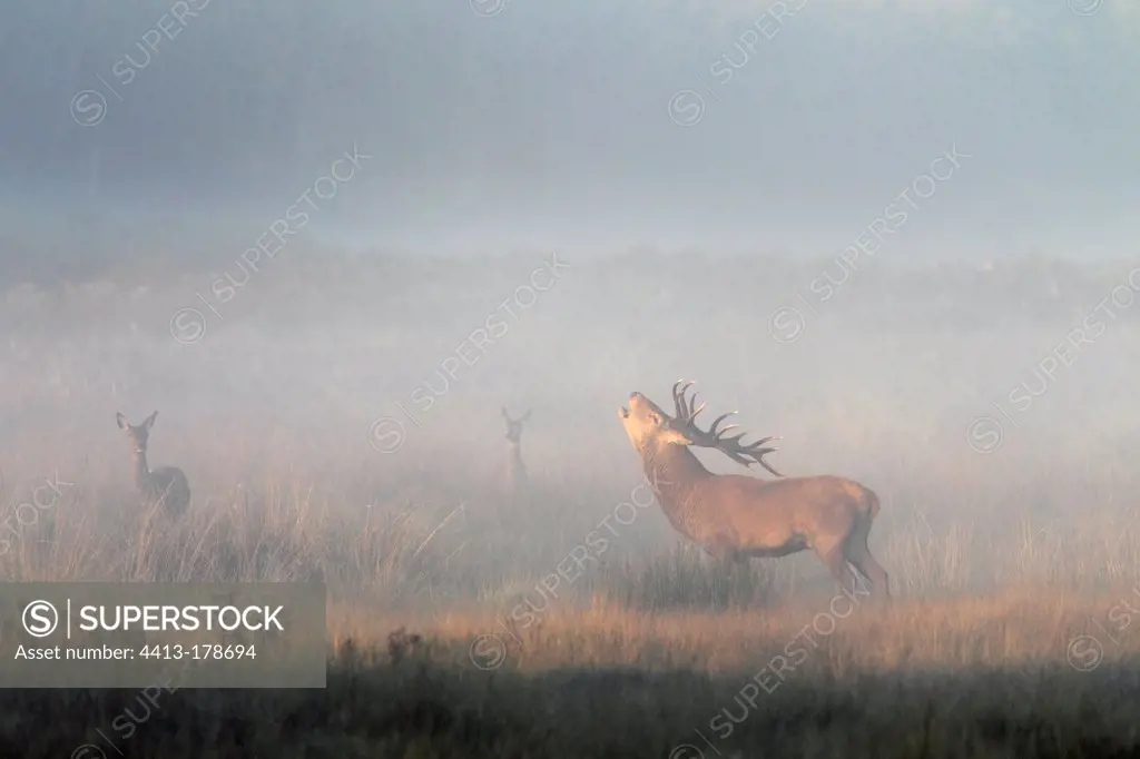 Stag Red deer roaring in the mist early morning GB