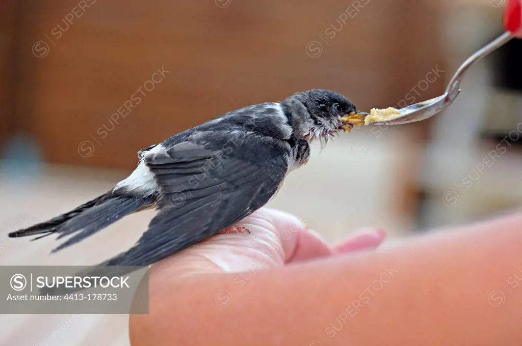 Spoon feeding a Swallow's nest fellFrance