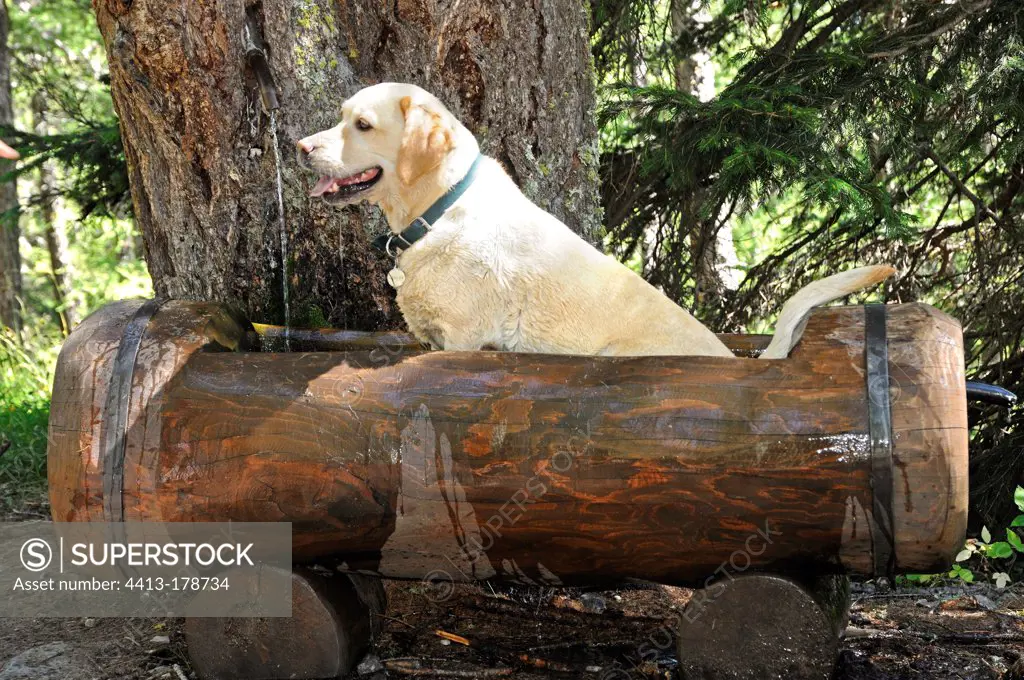 Labrador is refreshing in a fountain source in the forest