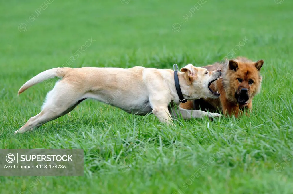 Eurasier and Labrador playing in a meadow France