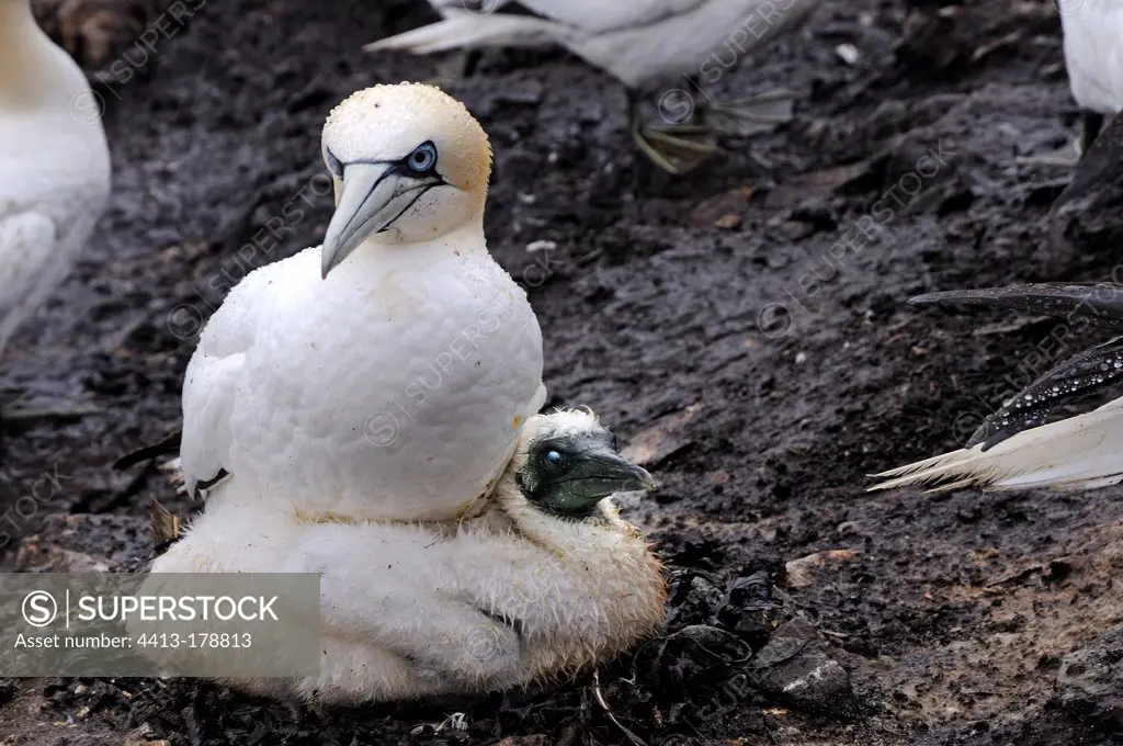 Gannet and chick on the cliffs of Bass RockUK