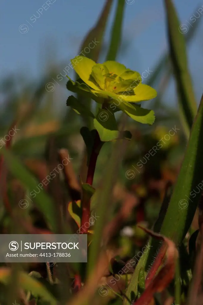 Euphorbia in bloom in a garden