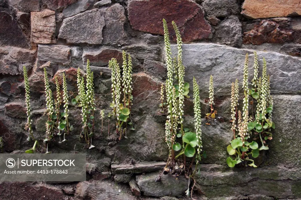 Pennyworts in bloom on a wall in Brittany France