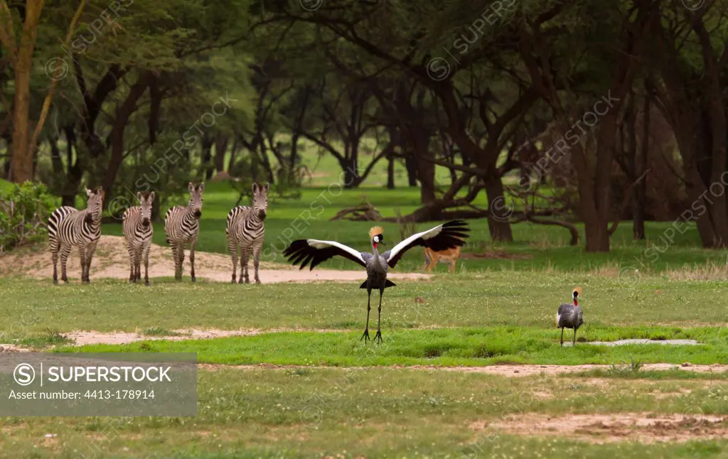 Grey-crowned Crane doing a courtship dance with a few Zebra