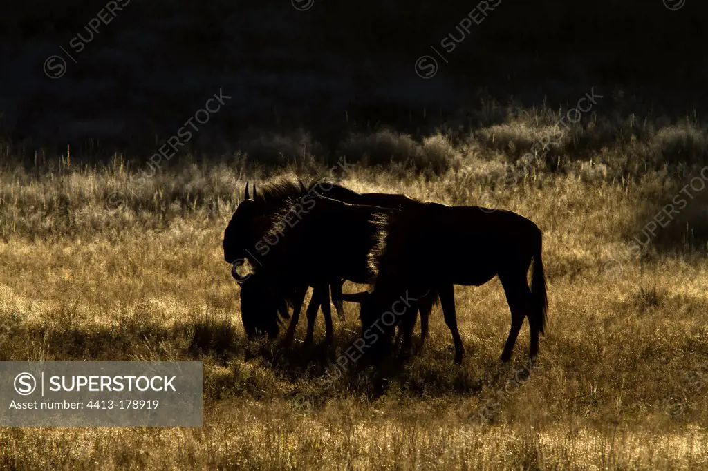 Blue Wildebeests grasing on the grass in the Auob River bed