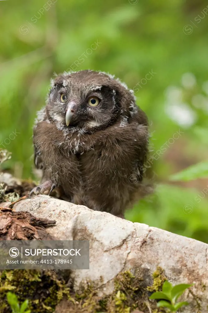 Young Boreal Owl on a log Vaud Switzerland