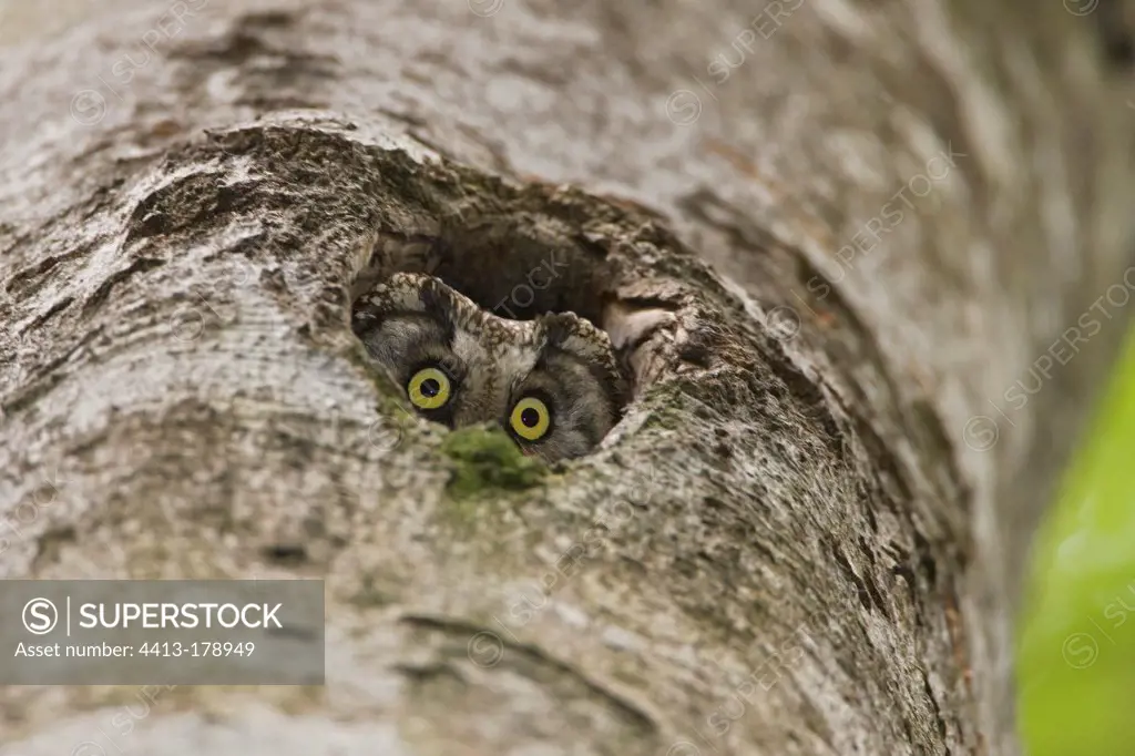 Boreal owl in its nest in a tree Vaud Switzerland