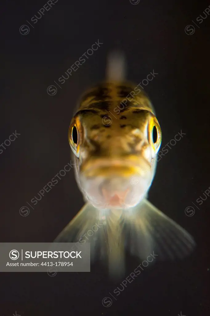Portrait of young pike in aquaria Vaud Switzerland