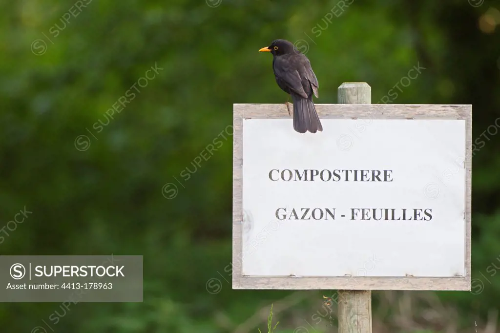 Blackbird on board a public compost Vaud Switzerland