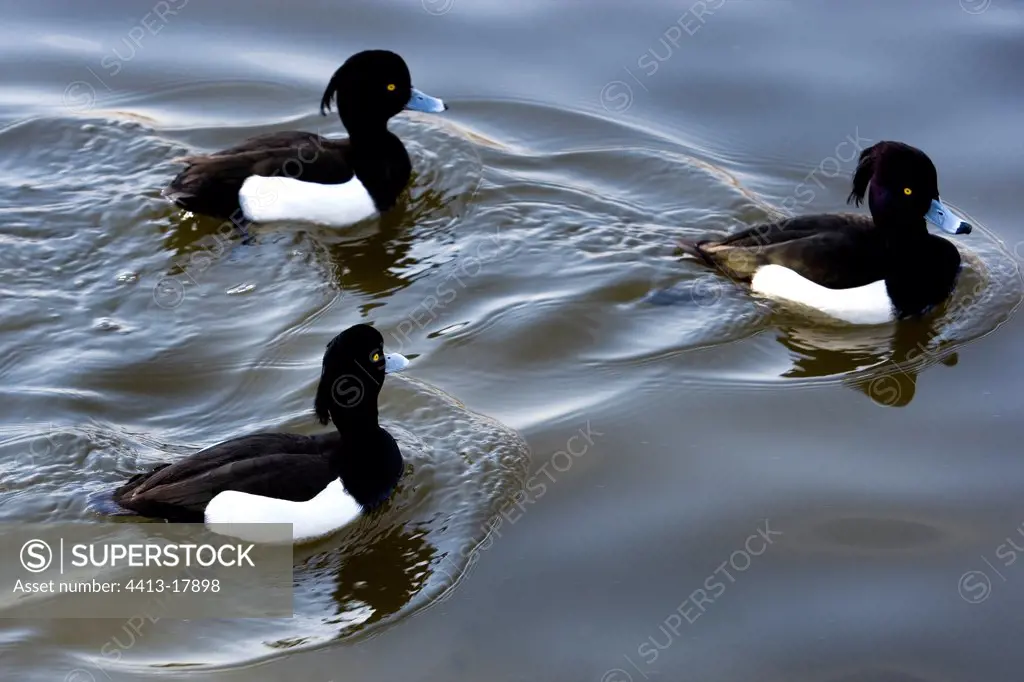 Group of swimming male Tufted duck Tokyo Japan