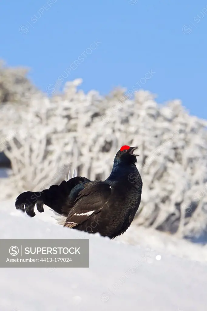 Male black grouse parade in snow Swiss Alps