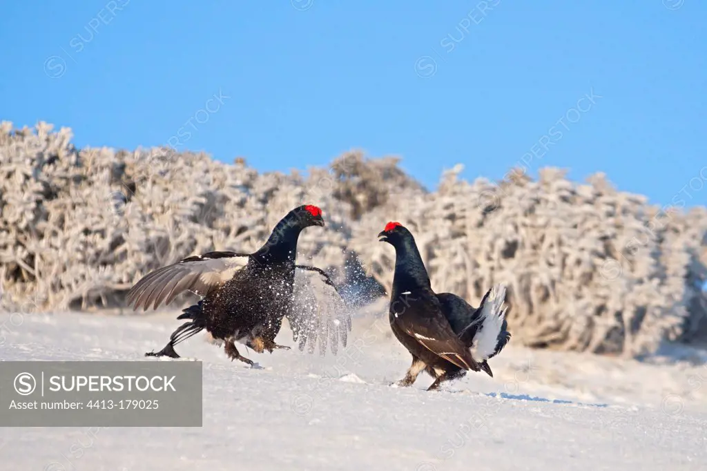 Fight og Male black grouse parade in snow Swiss Alps