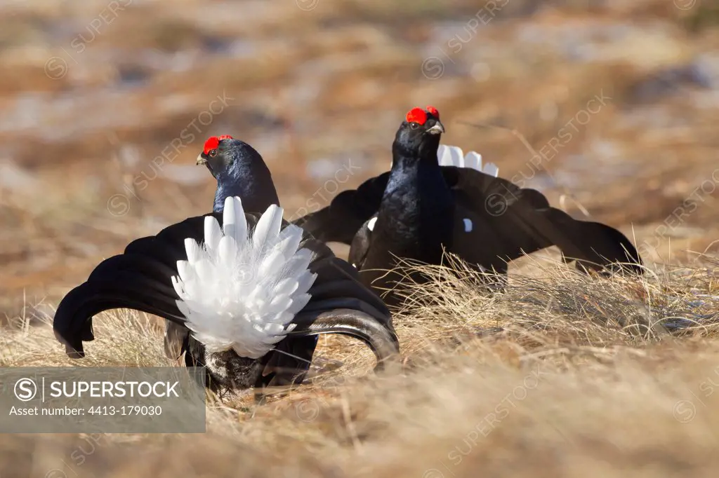Male black grouse facing on lek mating area Swiss Alps
