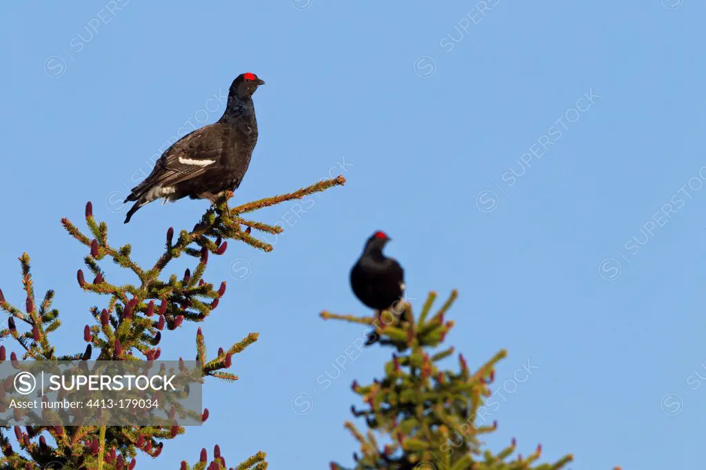 Black Grouse males parade on trees Alps Switzerland