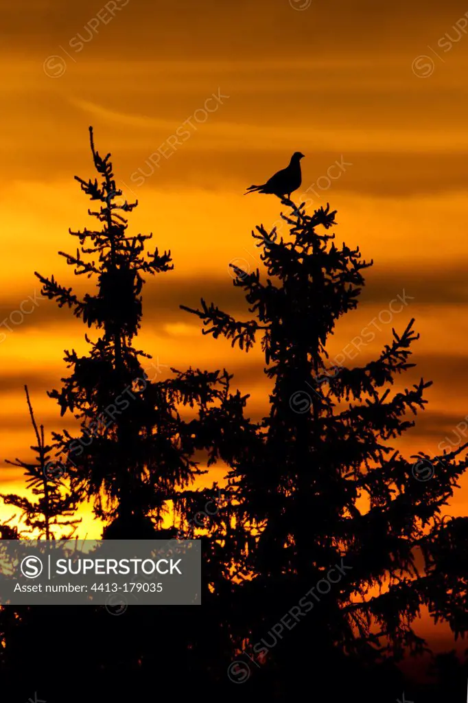 Black Grouse male parade on a tree at sunsetSwitzerland