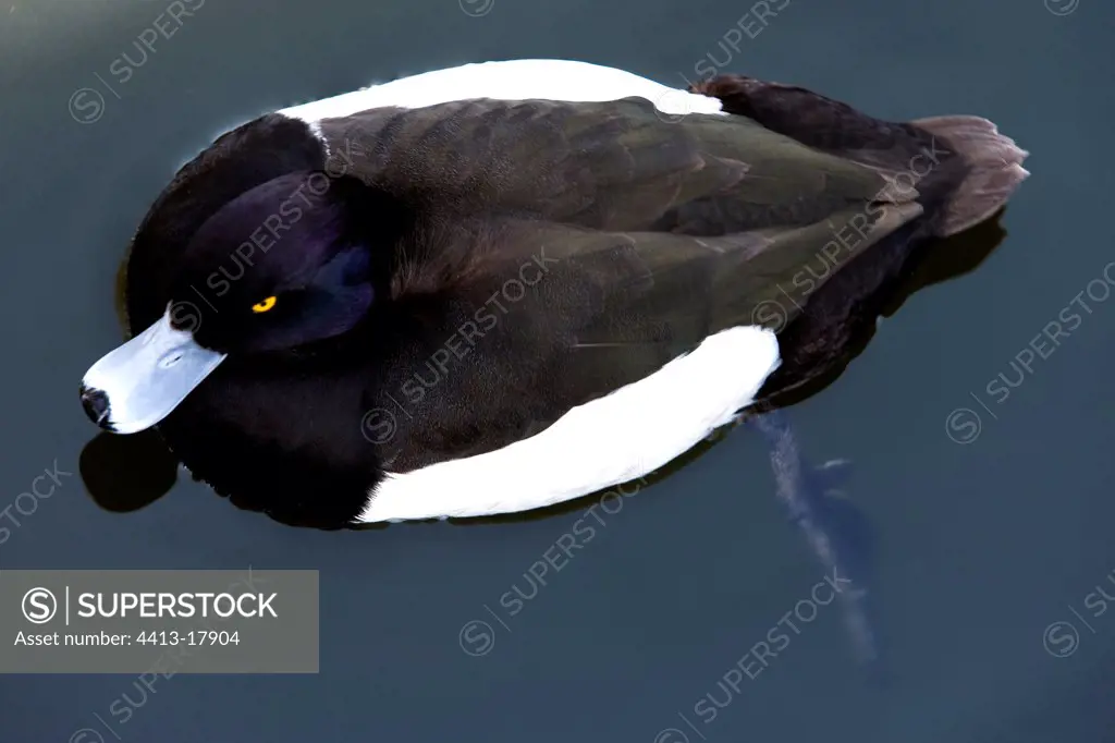 Male Tufted duck Tokyo Japan