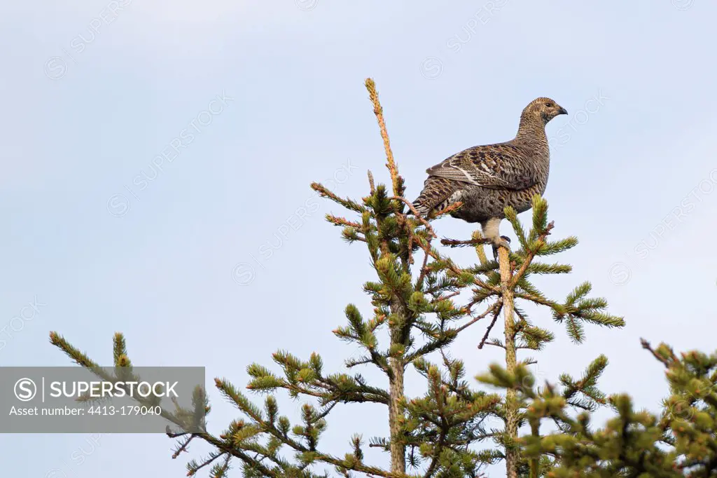 Female black grouse in a tree during the parade Switzerland