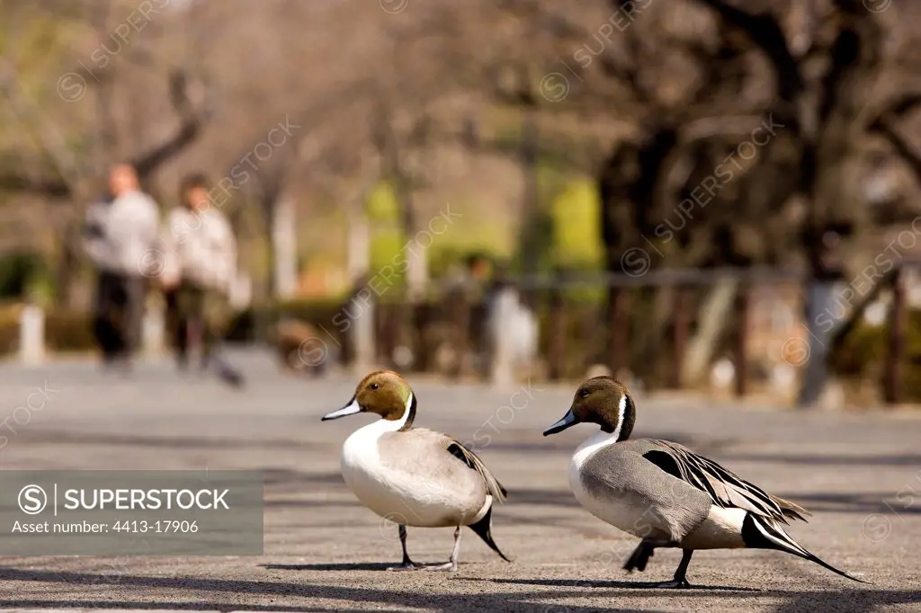 Northern pintail males going in a park Tokyo Japan