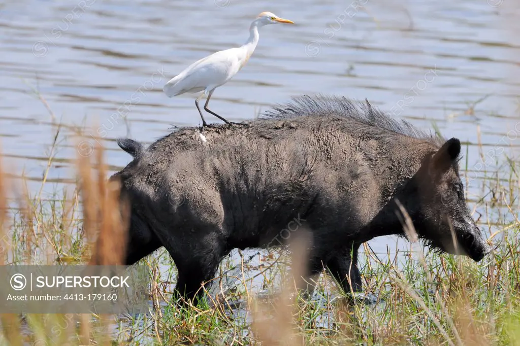 Feral pig with a cattle egret on the back Brazil