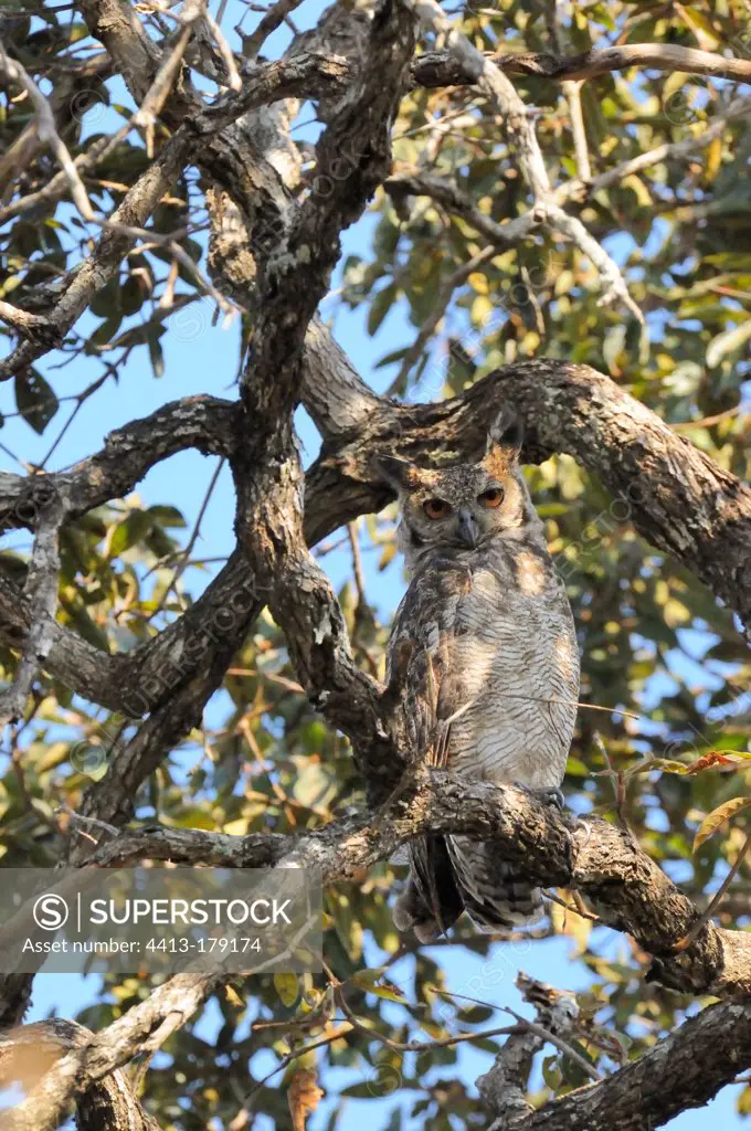 Great Horned Owl perched in a tree Pantanal Brazil