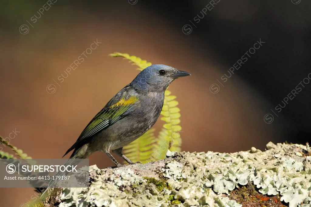 Golden chevroned Tanager on a rock Brazil