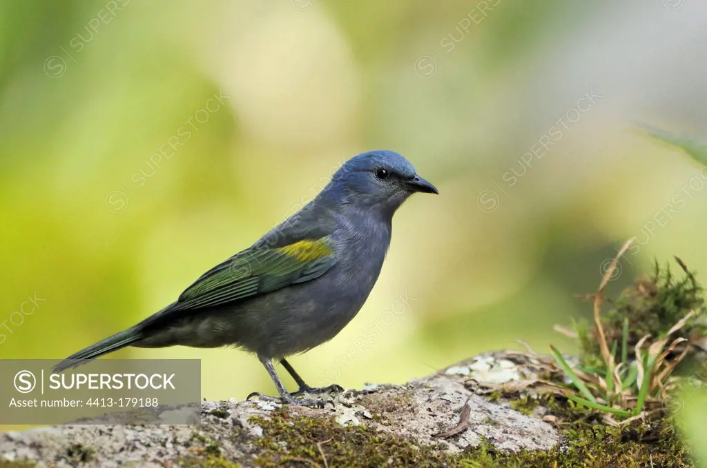 Golden chevroned Tanager on a rock Brazil