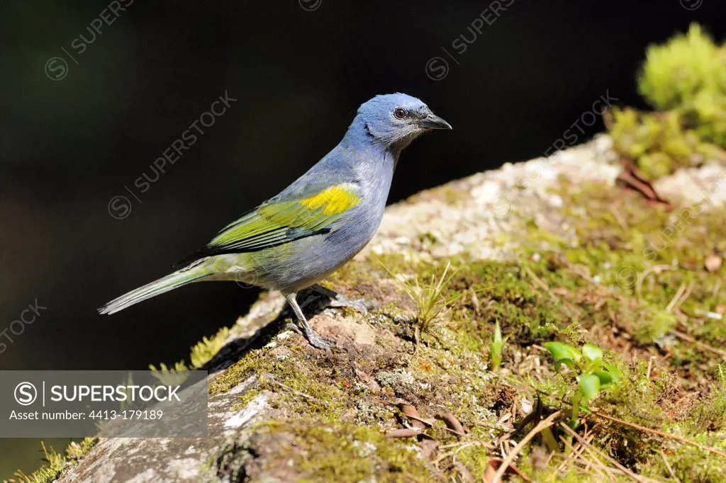 Golden chevroned Tanager on a rock Brazil