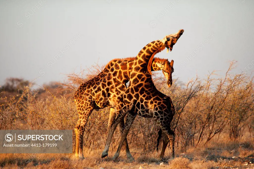 Male Giraffes fighting Etosha National Park Namibia