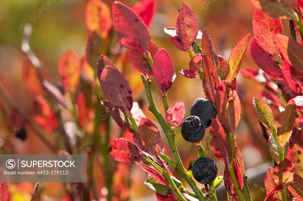 Berries of Whortleberry Bayerischer Wald Germany