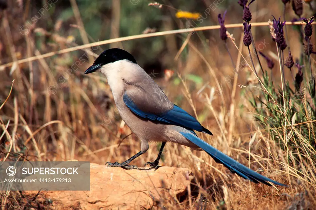Azured winged Magpie near french lavender Spain