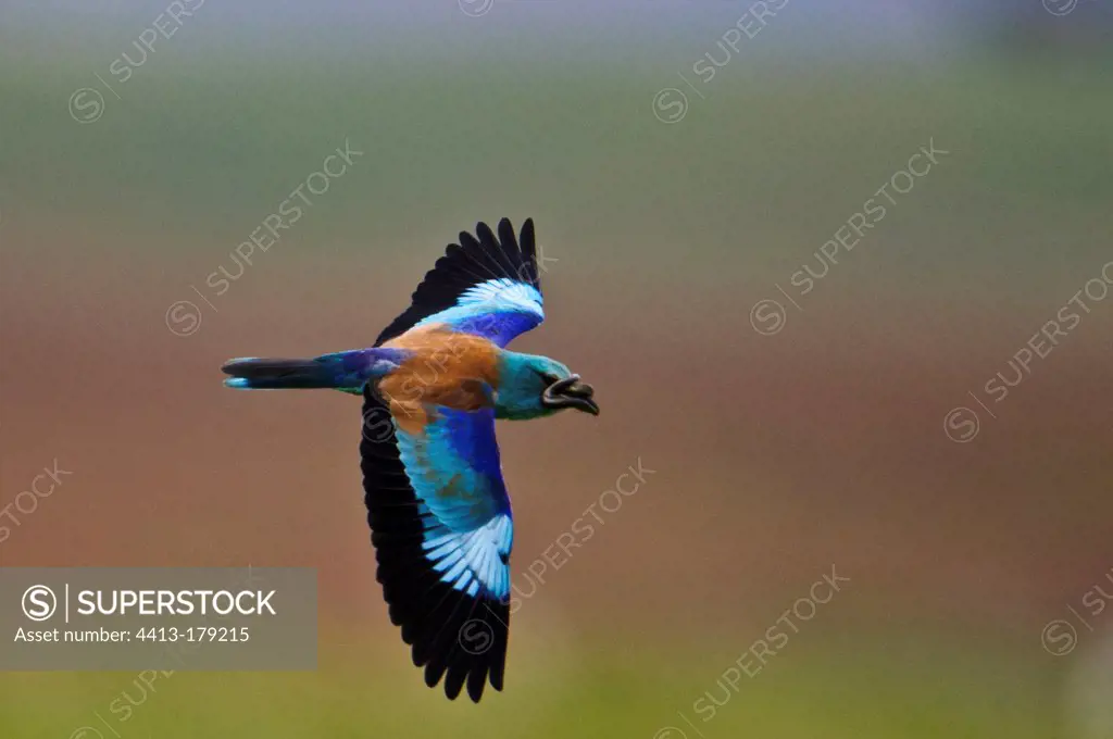 European Roller flying with prey Extremadura Spain