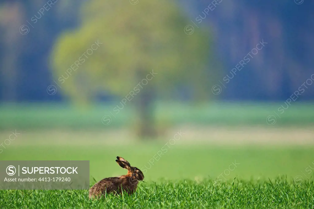 European hare eating grass in a field BavariaGermany