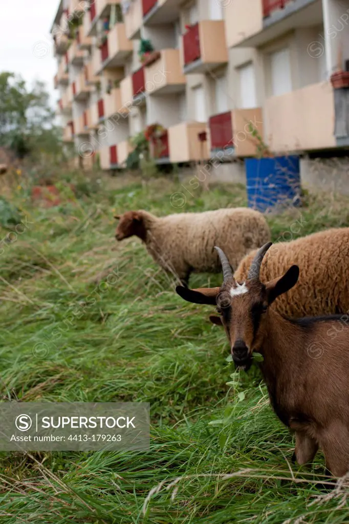 Goat and sheep in an urban garden in a parisian suburbia