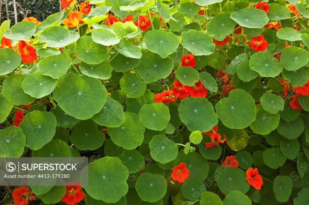 Nasturtium in bloom in a garden