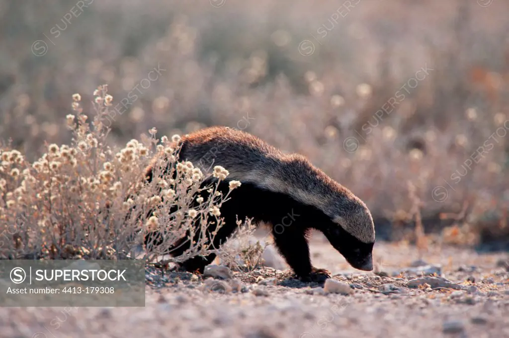 Ratel in the Etosha National Park Namibia