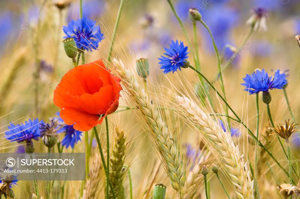 Corn Poppy and blueberries in a barley field in Bavaria