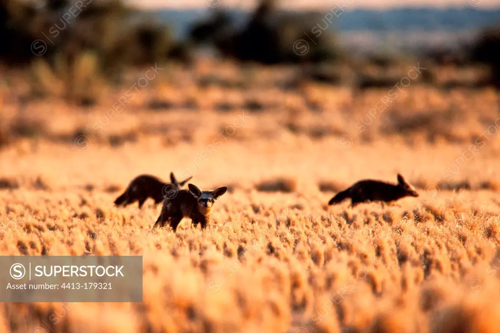 Herd of big-eared fox Naukluft National Park in Namibia