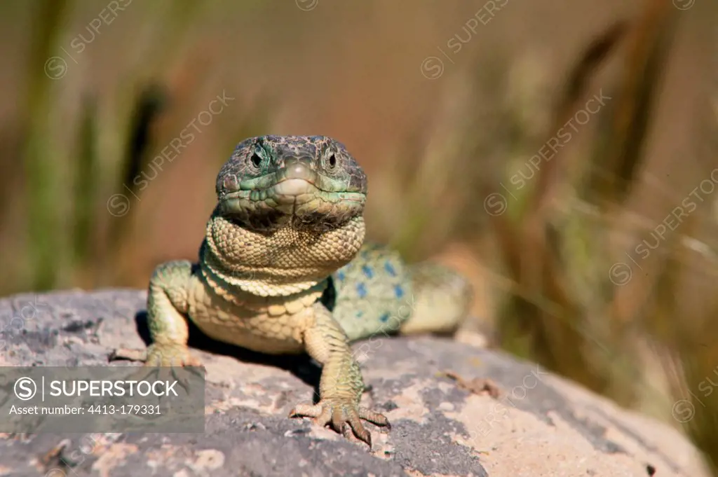 Ocellated lizard taking a sun bath Extremadura Spain