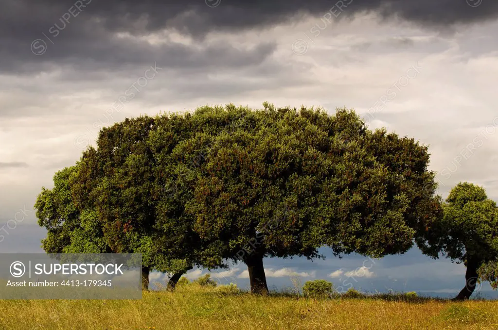 Holm oak in the dehesa under a cloudy skyin Spain