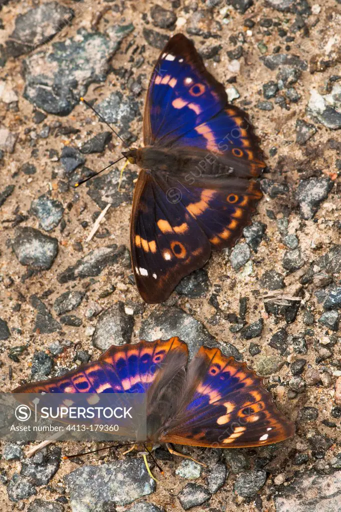 Lesser Purple Emperors taking minerals on the ground