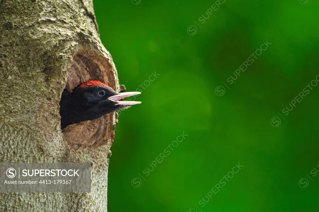 Young Black Woodpecker calling his parents in Bavaria