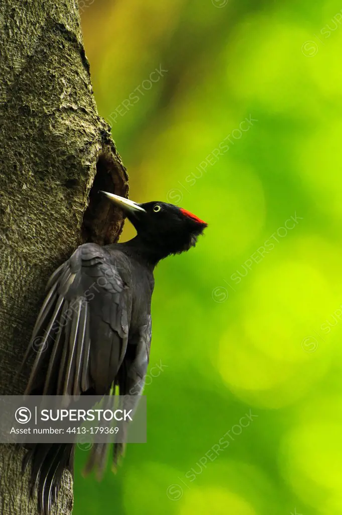 Female Black Woodpecker at the entrance of his lodge in Bavaria