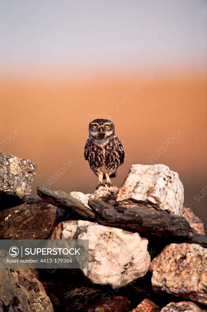Little owl resting on a pile of stones Extremadura Spain