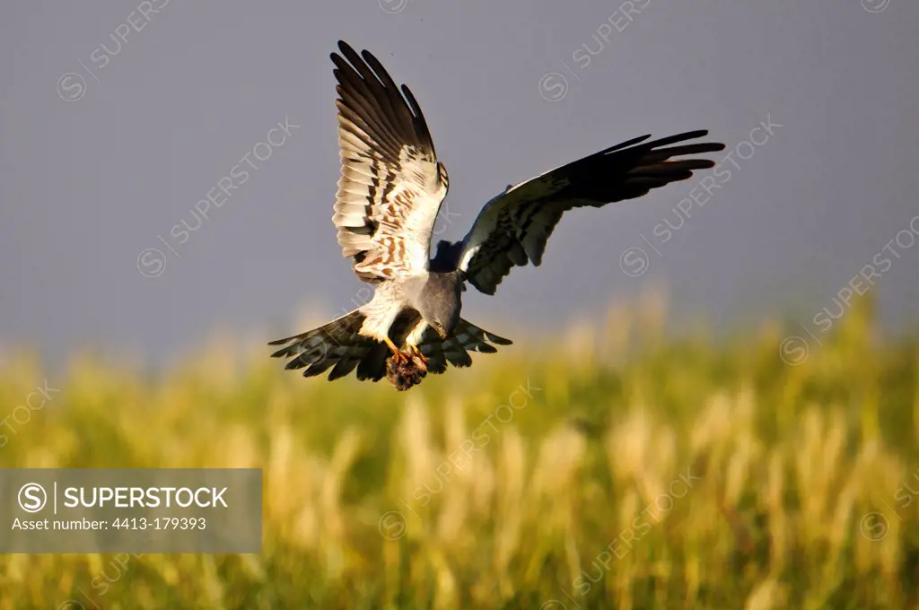 Montagu's Harrier male bringing a prey to the nest Spain