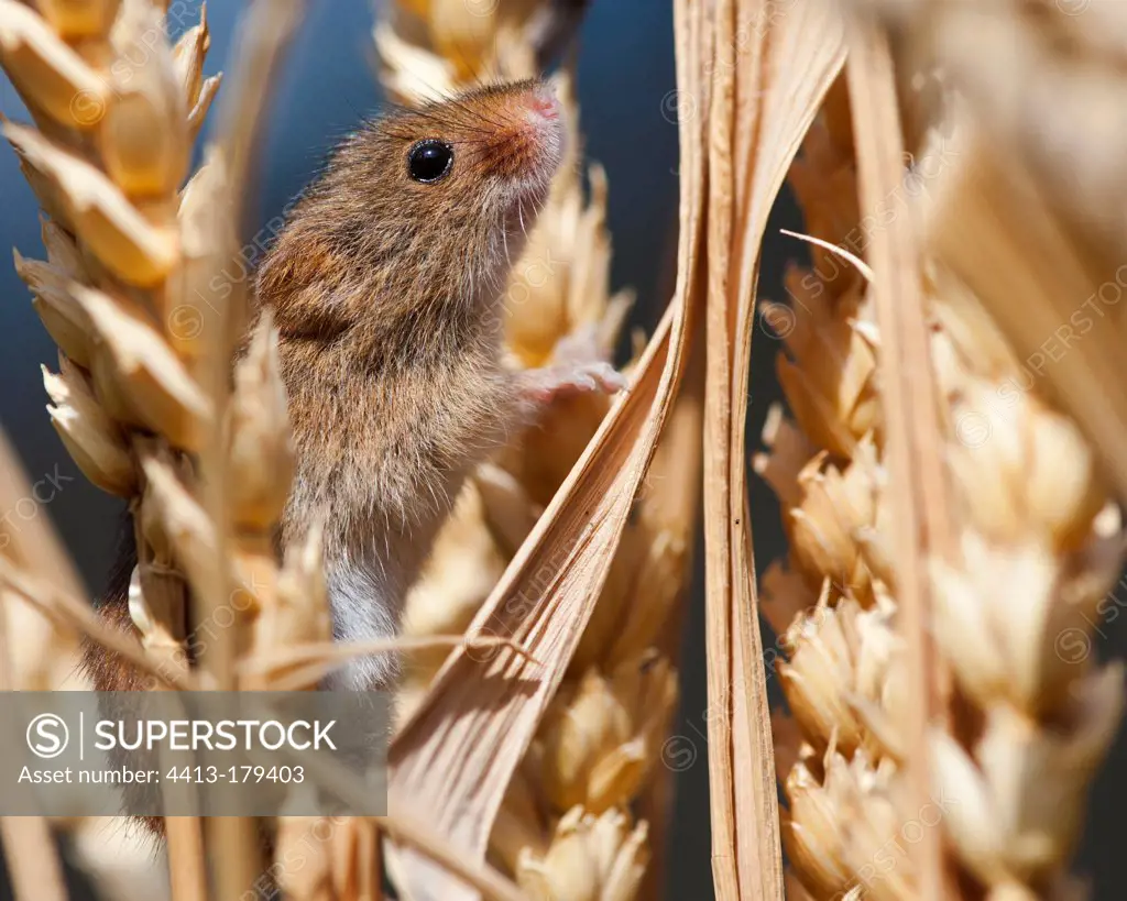 Harvest mouse sitting on a ear of wheattri in Alsace France