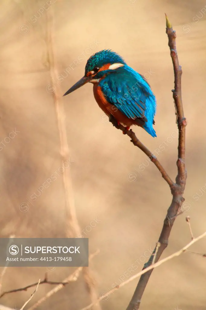 Europe Kingfisher on the lookout on a branch France